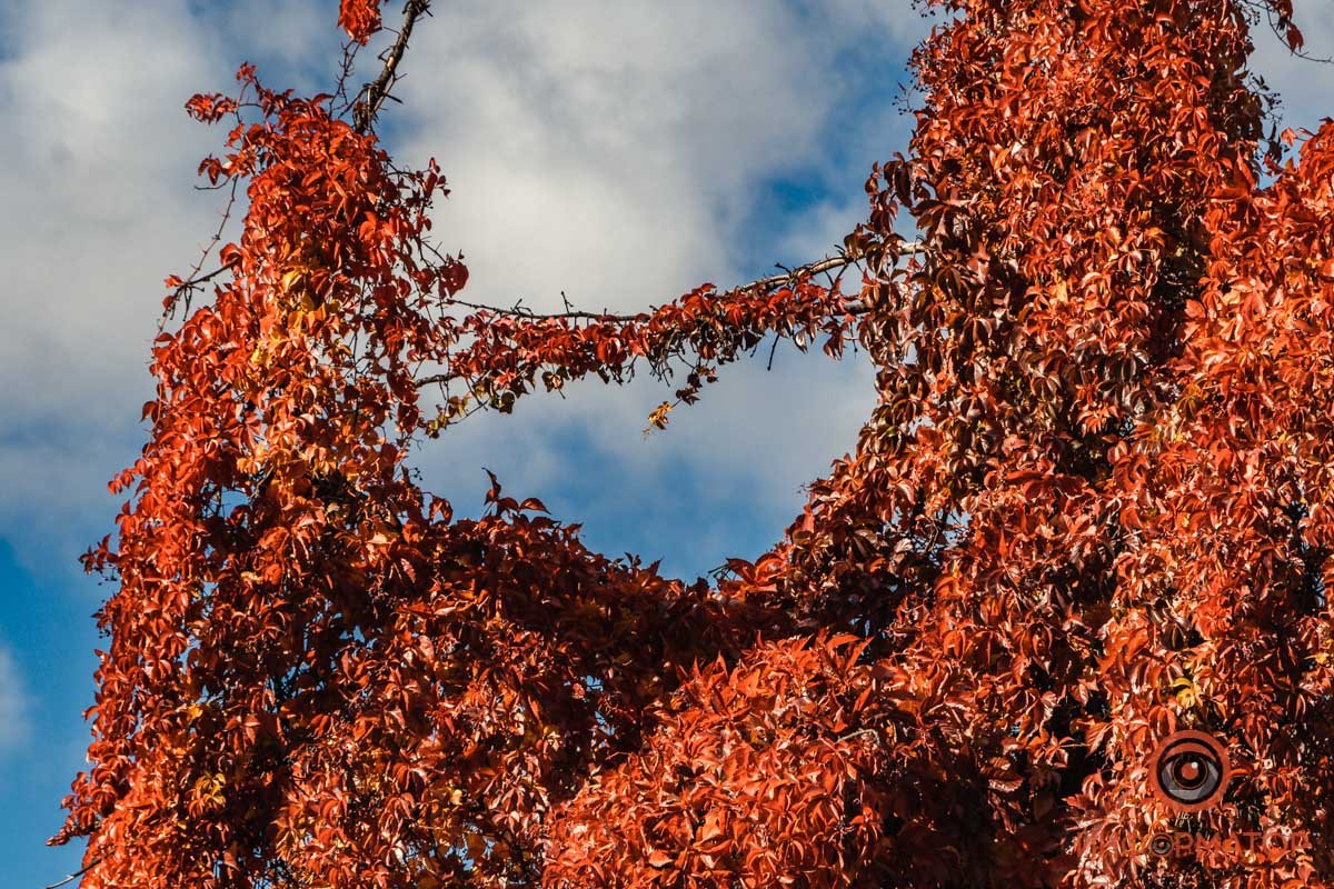 Осенняя эстетика