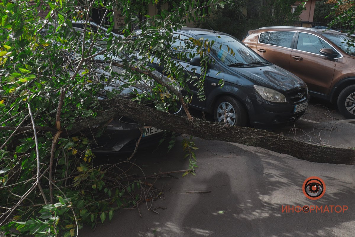 Ветка дерева упала на Hyundai и Ford Ветка дерева упала на Hyundai и Ford