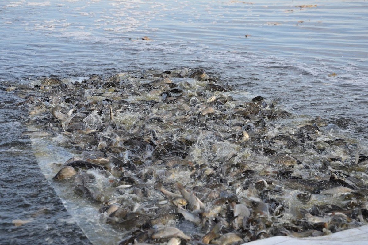 В Днепр выпустили мальков трех видов рыб: карпа, толстолобика и белого амура В Днепр выпустили мальков трех видов рыб: карпа, толстолобика и белого амура