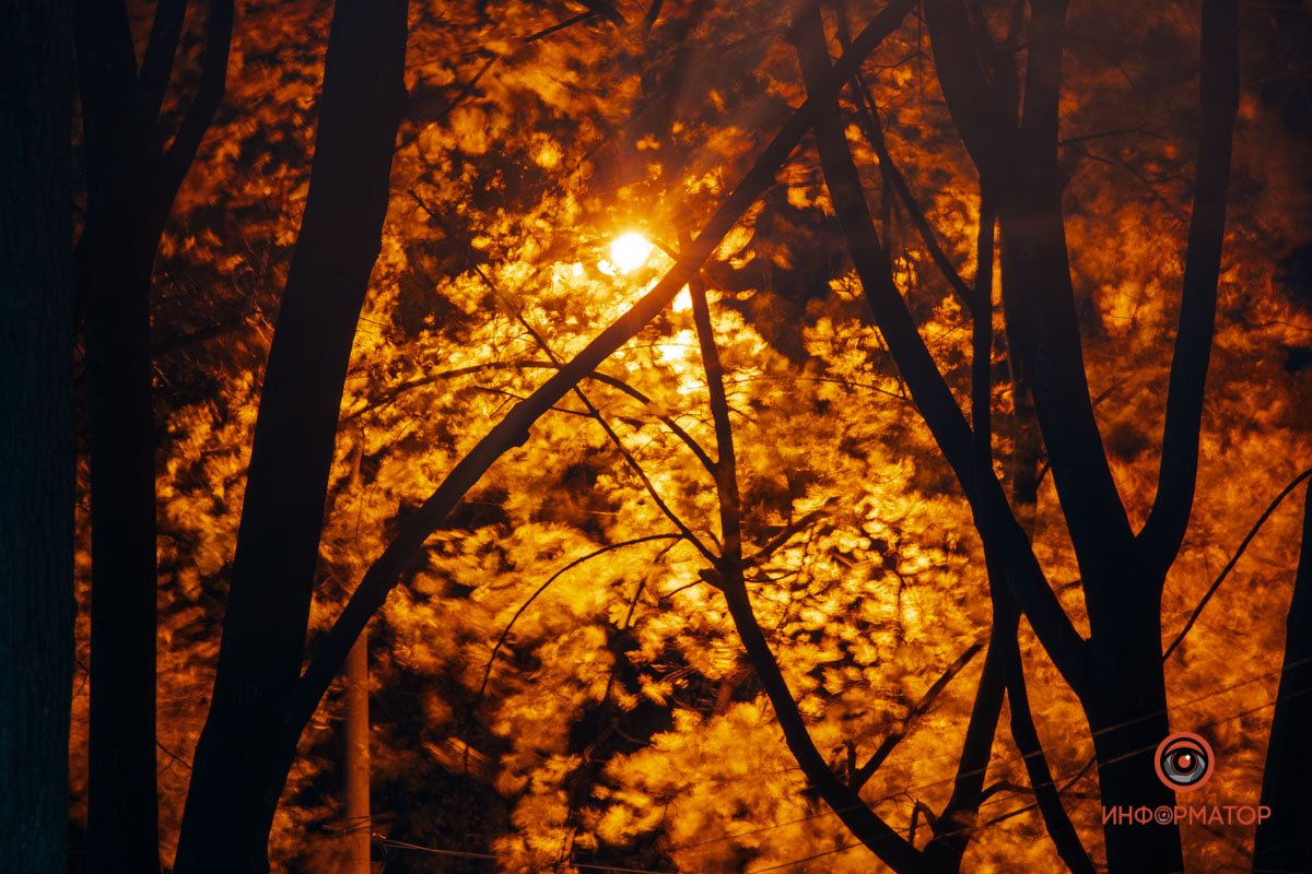 Сладкая вата из листьев Сладкая вата из листьев