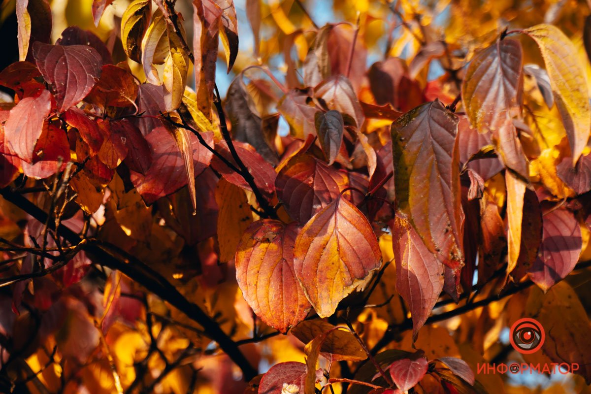 Багровеем Багровеем