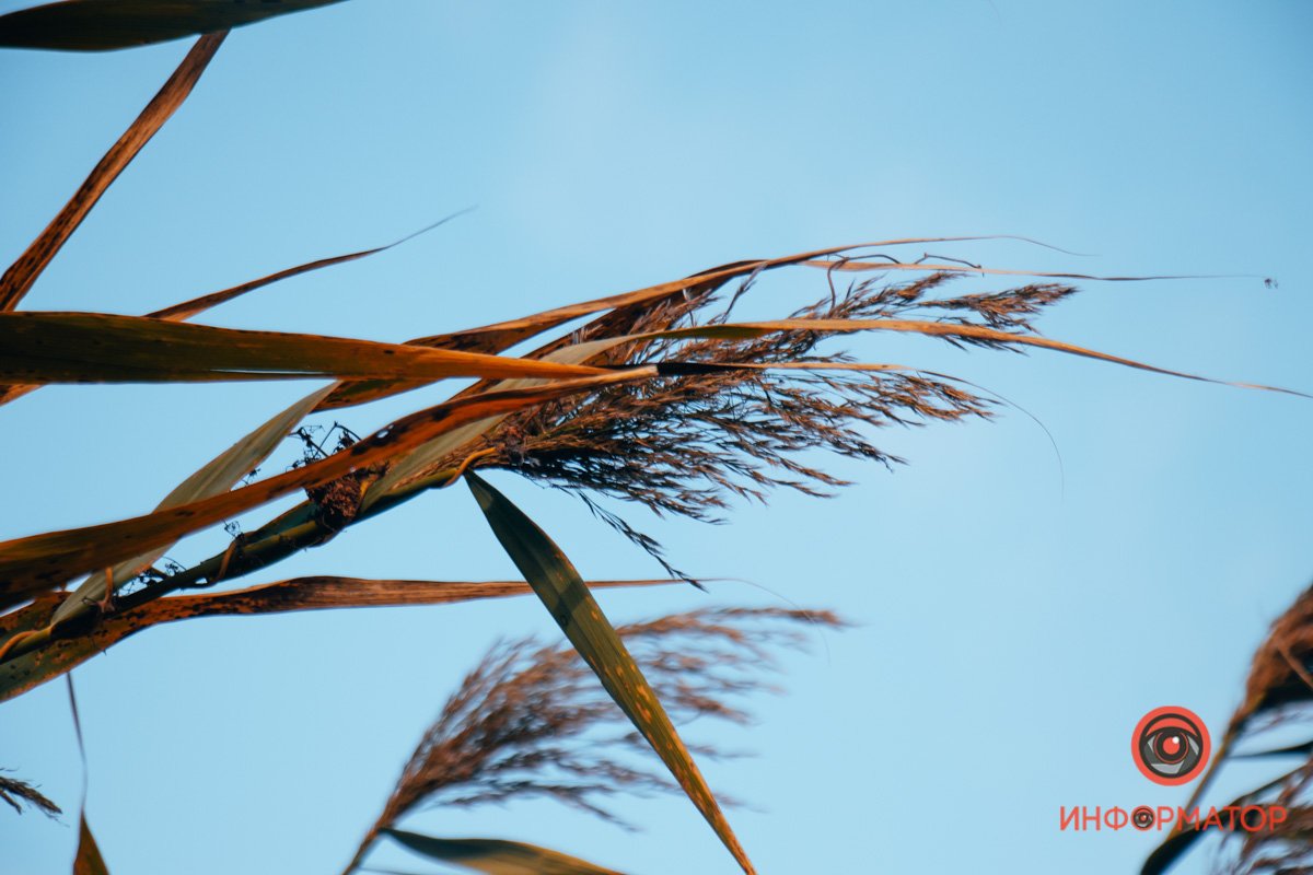 Камыш Камыш