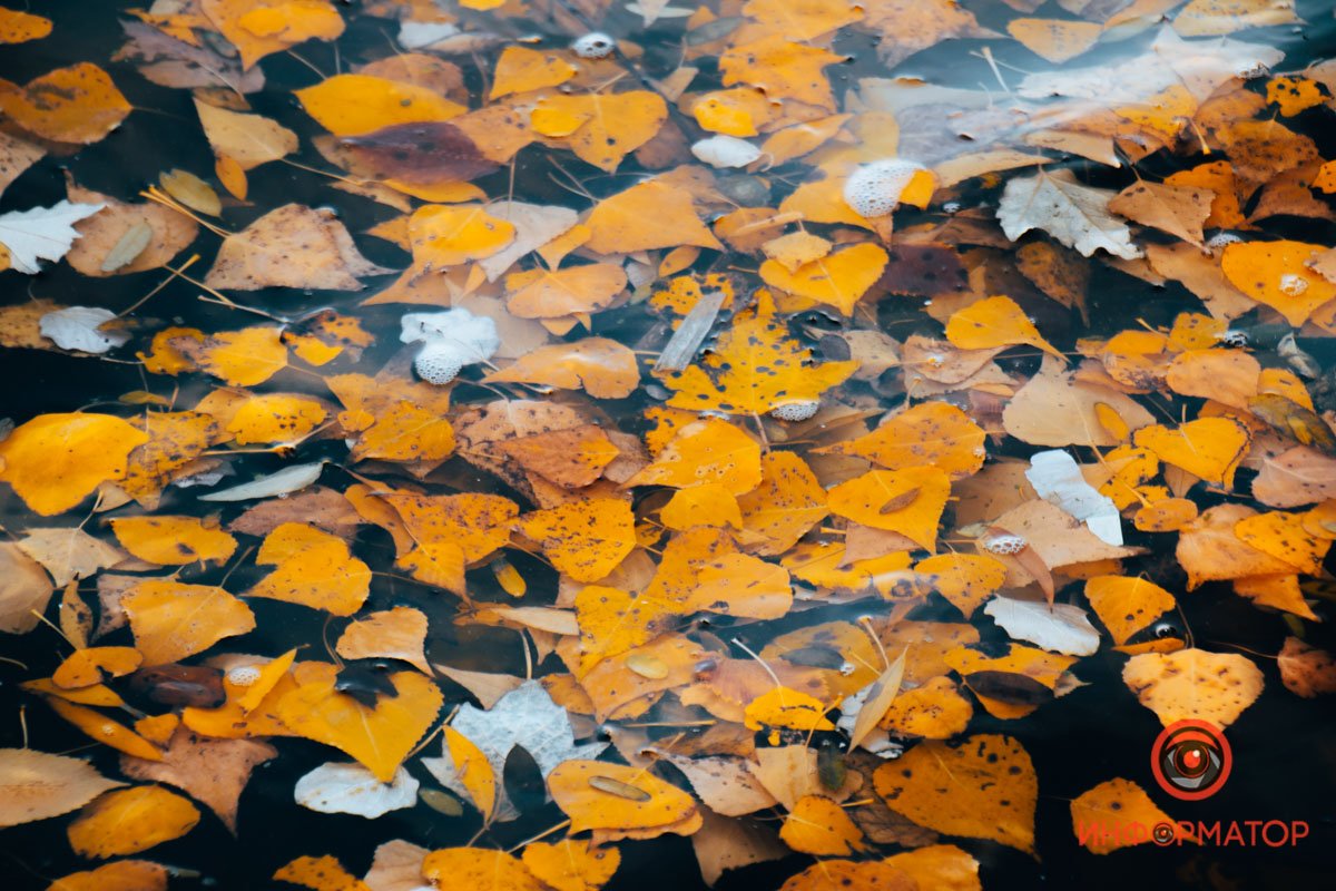 Плавают в воде Плавают в воде