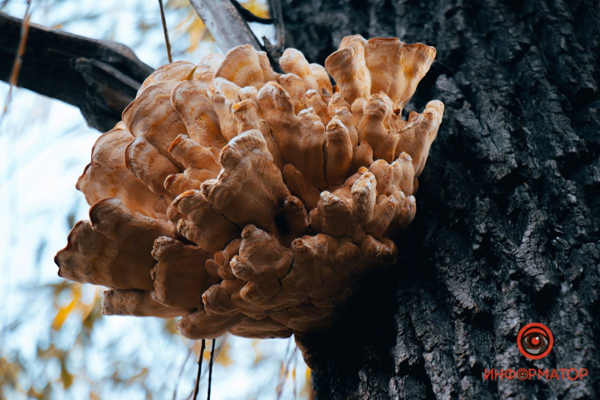 Это что еще? Это что еще?