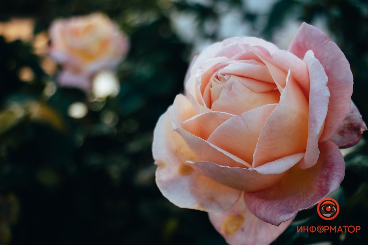 Фото: Руслана Левченко Фото: Руслана Левченко