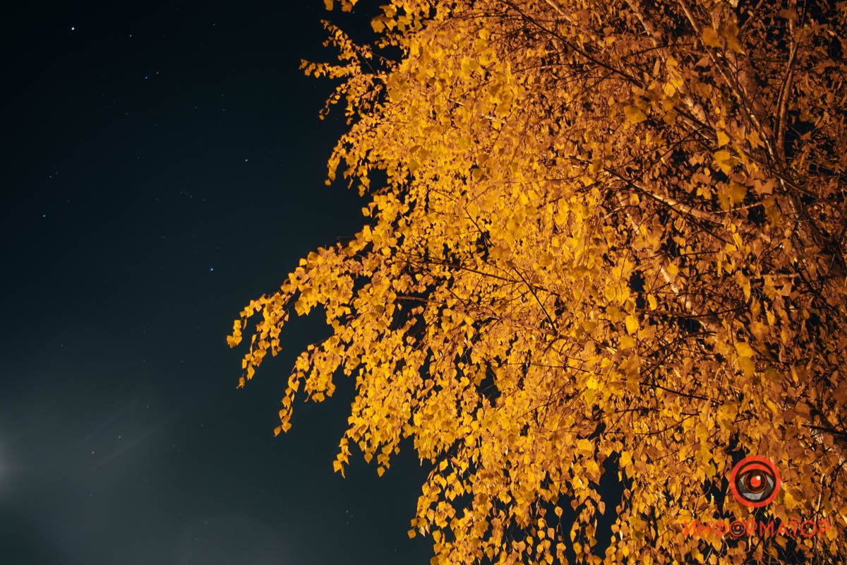 Дерево созерцает Дерево созерцает