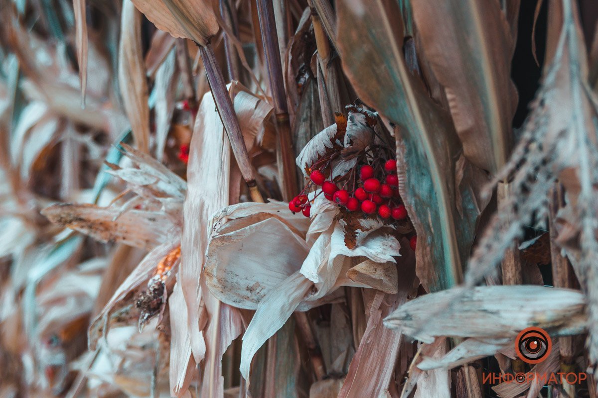 Красота оттенков