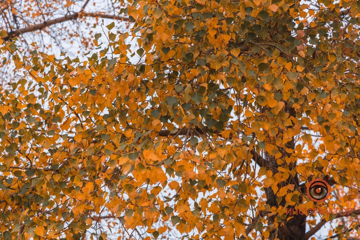 Унылая пора, очей очарованье