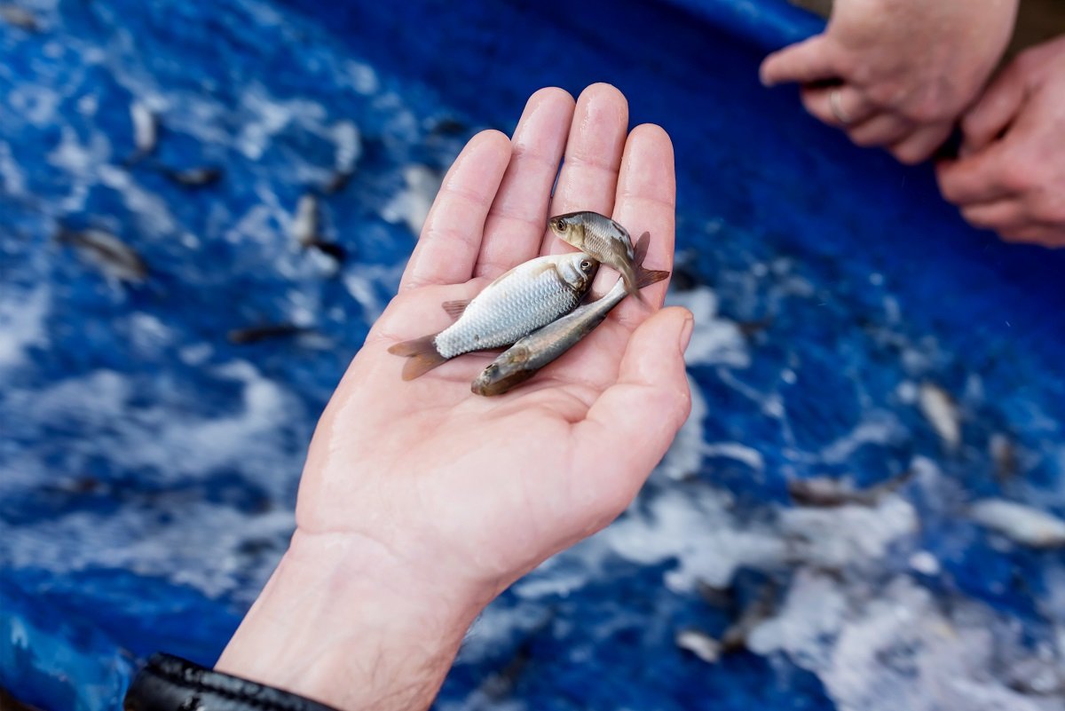 В озеро Котлован на левом берегу Днепра запустили полтонны рыбы 4