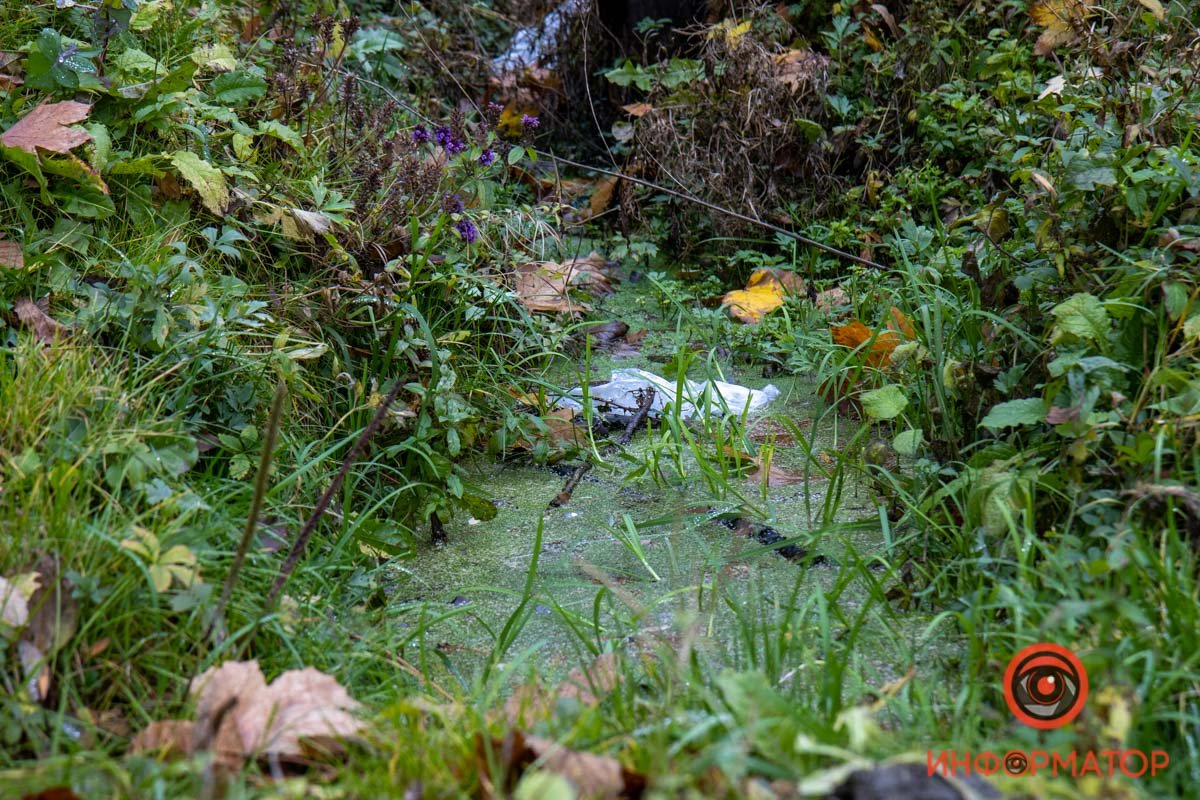 В Днепре продолжат ремонт парка Зеленый гай: что изменится 5