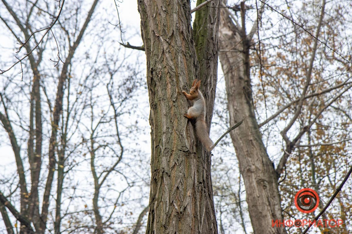 В Днепре продолжат ремонт парка Зеленый гай: что изменится 17
