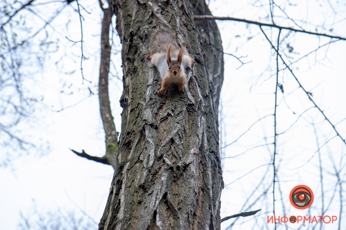 В Днепре продолжат ремонт парка Зеленый гай: что изменится 18