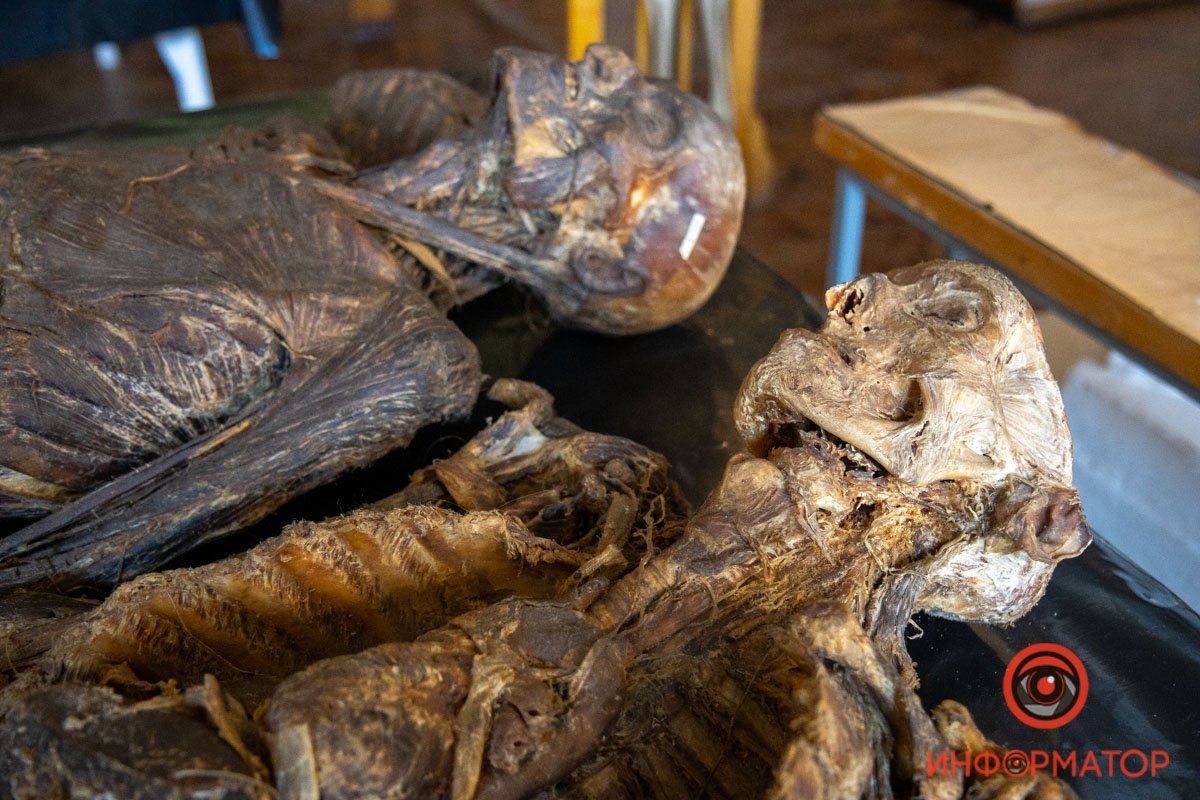 Мумифицированные тела Мумифицированные тела