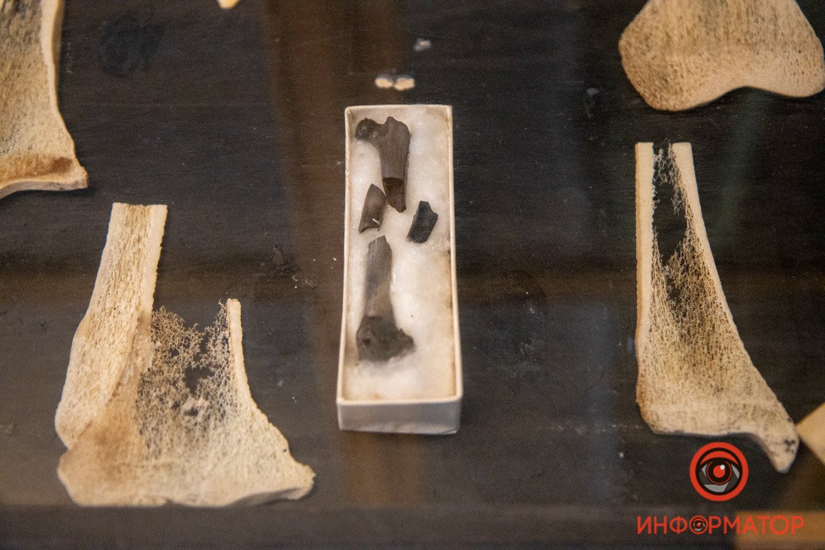 Окаменелость - бедренная косточка Окаменелость - бедренная косточка