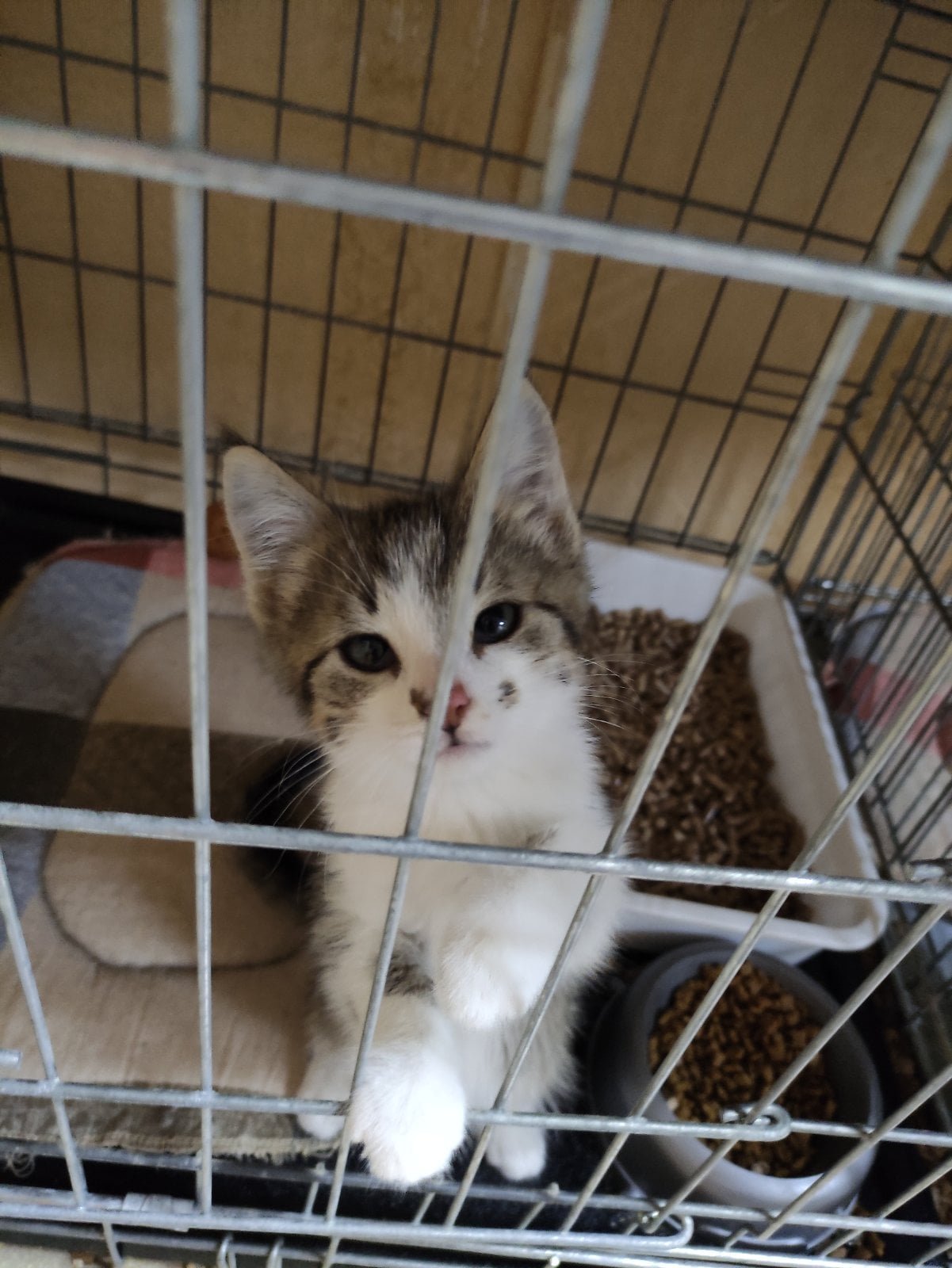 Животные ищут дом: где в Днепре найти себе кота или собаку 1