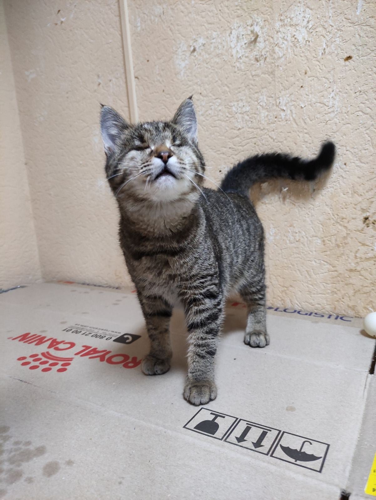 Животные ищут дом: где в Днепре найти себе кота или собаку 2