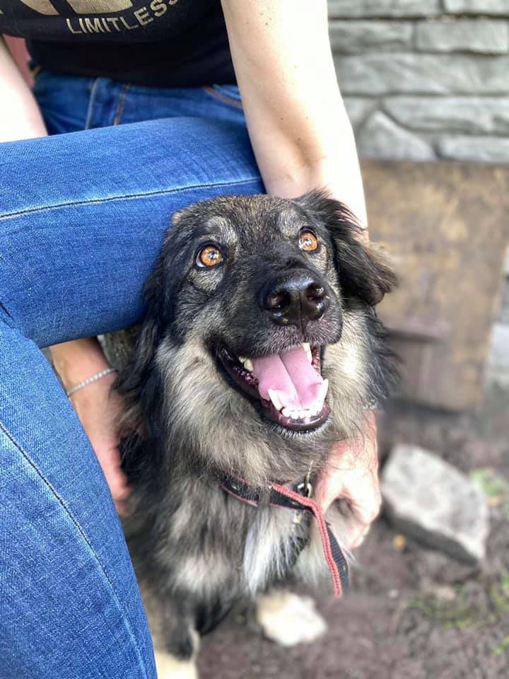 Животные ищут дом: где в Днепре найти себе кота или собаку 3