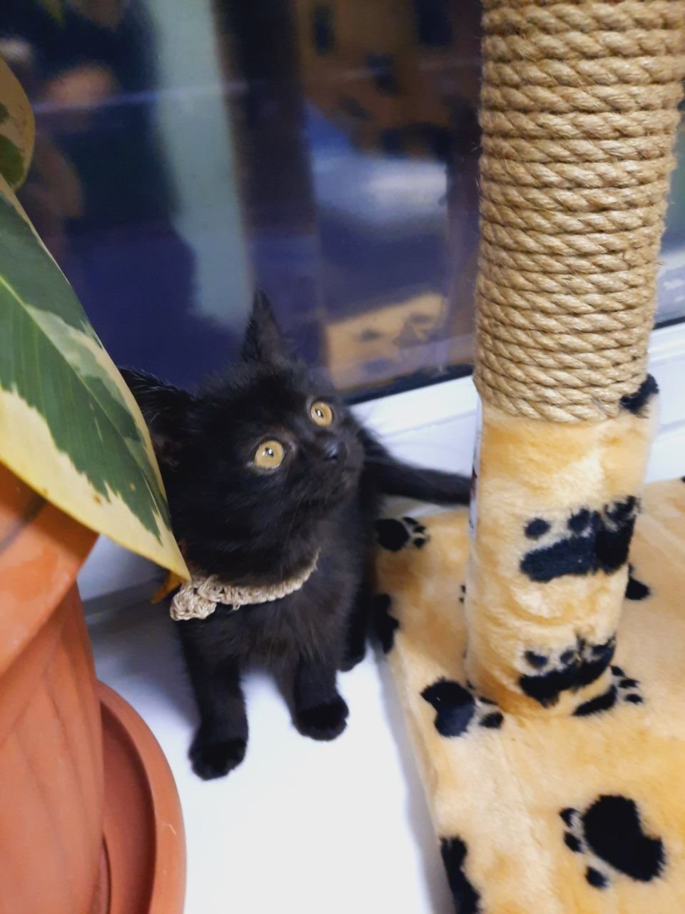 Животные ищут дом: где в Днепре найти себе кота или собаку 4