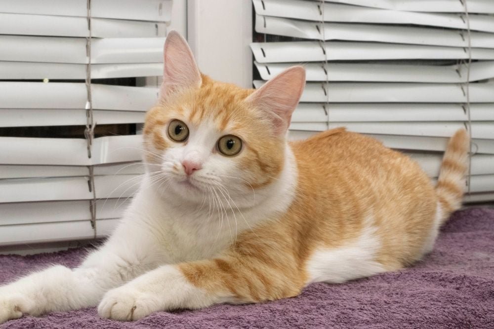 Животные ищут дом: где в Днепре найти себе кота или собаку 5