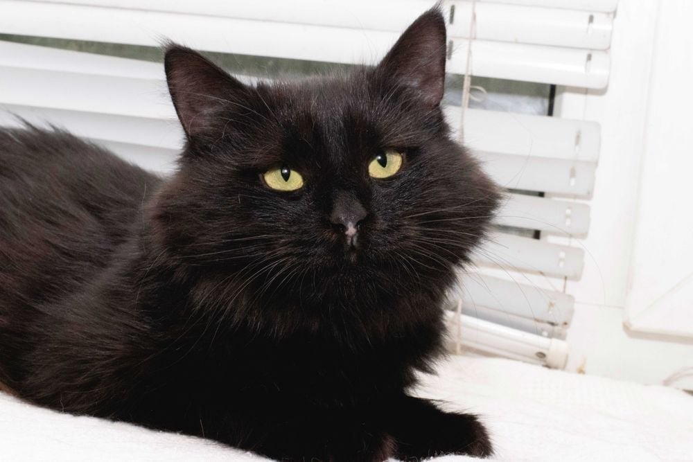 Животные ищут дом: где в Днепре найти себе кота или собаку 6