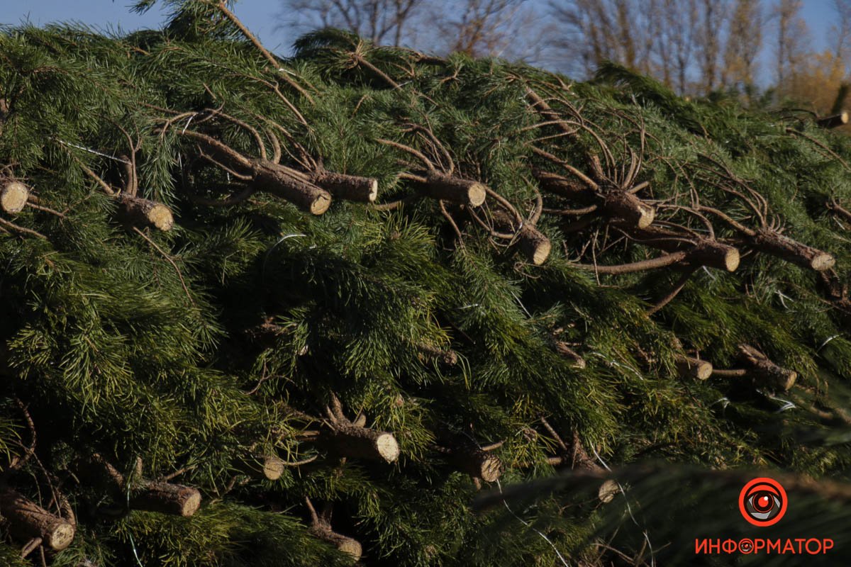 В Днепре на Сичеславской Набережной появились первые срубленные елки к Новому году 1