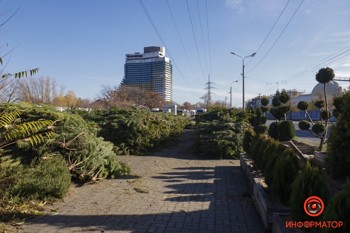 В Днепре на Сичеславской Набережной появились первые срубленные елки к Новому году 2