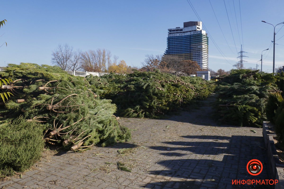 В Днепре на Сичеславской Набережной появились первые срубленные елки к Новому году 3