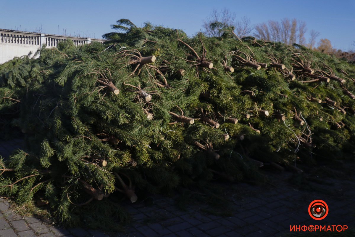 В Днепре на Сичеславской Набережной появились первые срубленные елки к Новому году 4