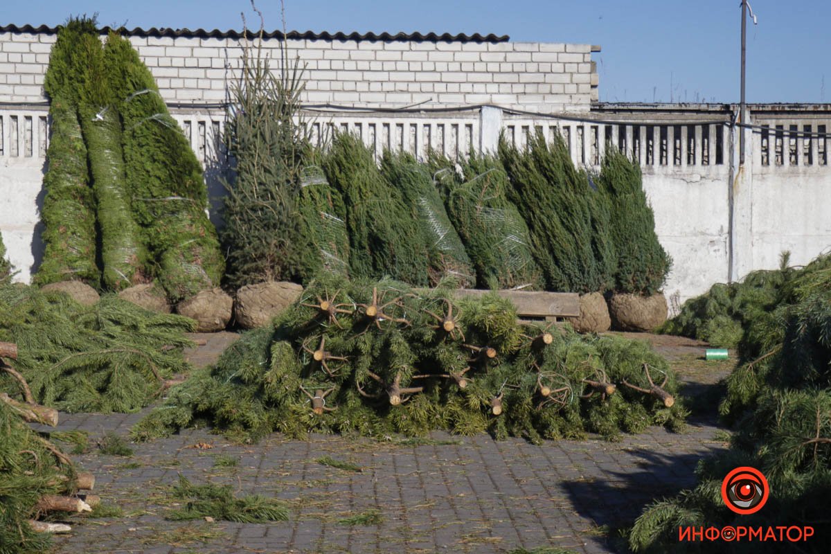 В Днепре на Сичеславской Набережной появились первые срубленные елки к Новому году 5