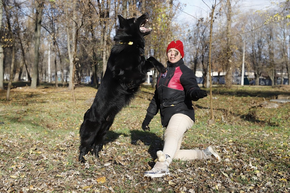 Вместо площадки для собак новая дорога: Как власть Днепра отреагировала на скандал вокруг Бюджета участия 2