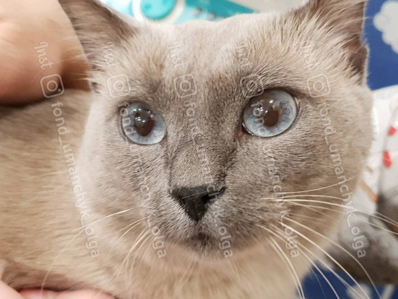 Грыжа, перелом и болезнь почек: каким животным в Днепре нужна помощь 1