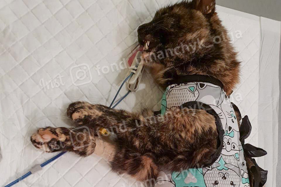 Грыжа, перелом и болезнь почек: каким животным в Днепре нужна помощь 2