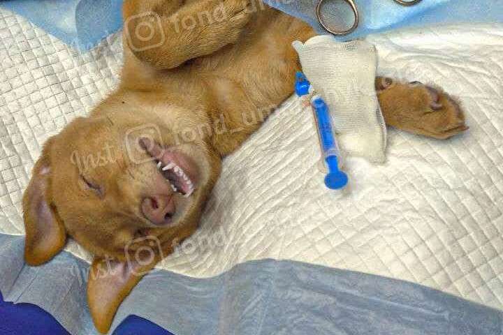 Грыжа, перелом и болезнь почек: каким животным в Днепре нужна помощь 3