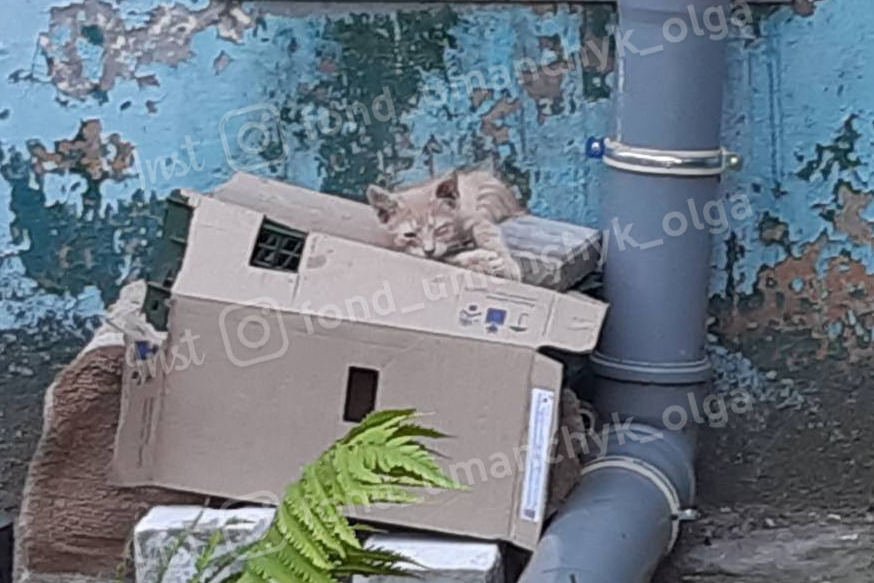 Грыжа, перелом и болезнь почек: каким животным в Днепре нужна помощь 4