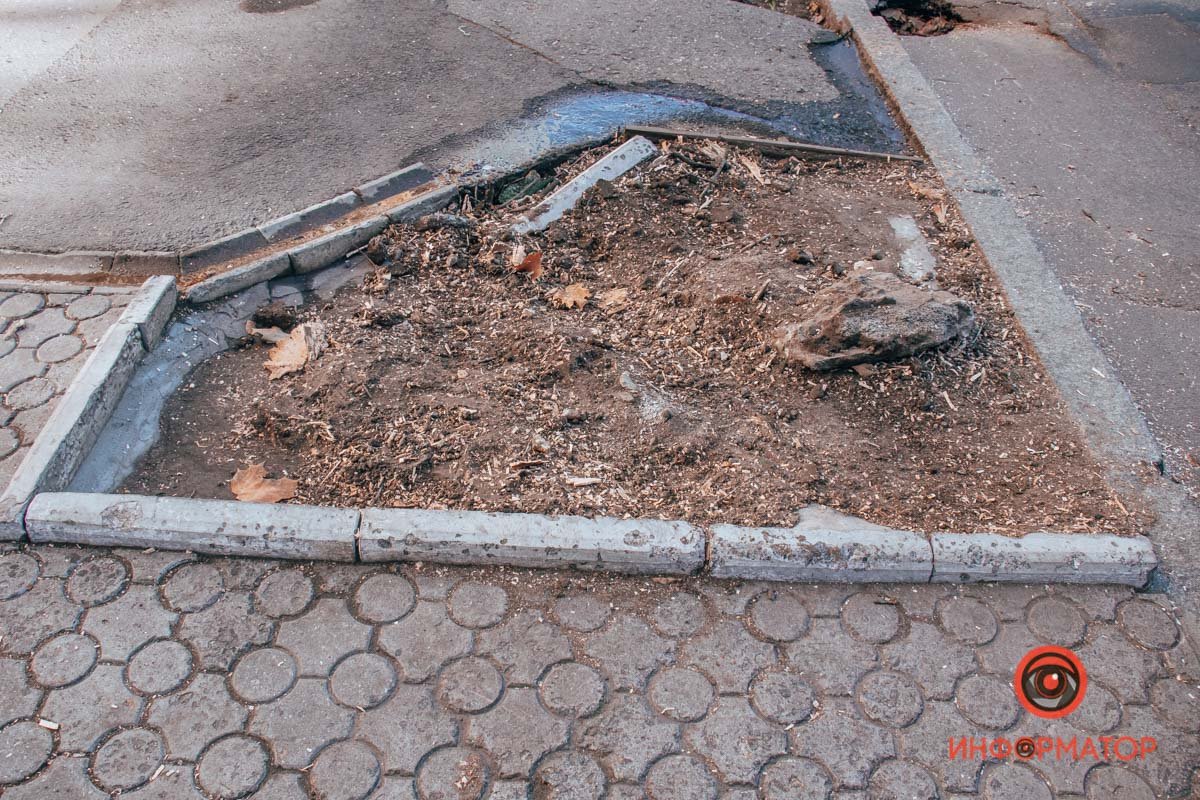 Треть деревьев была сухая совсем, треть наполовину сухая