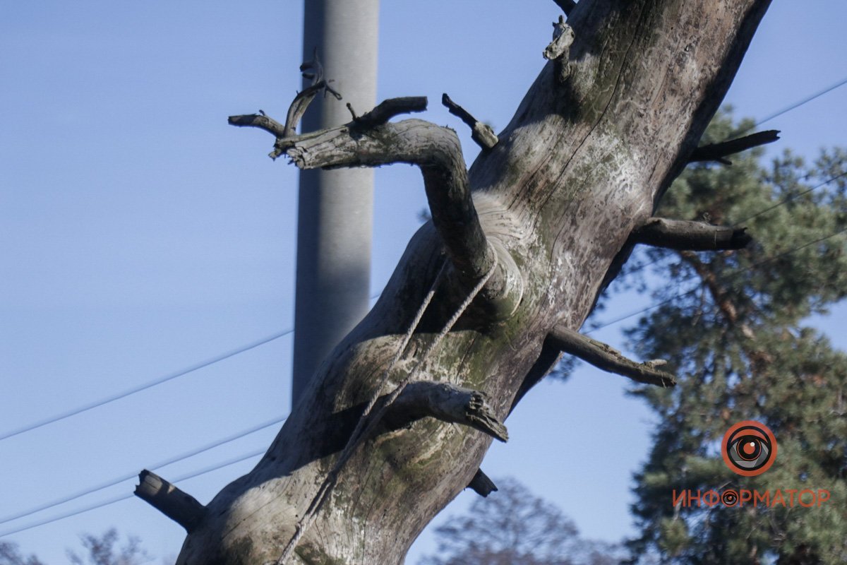 Петля накинута восьмеркой на ветку