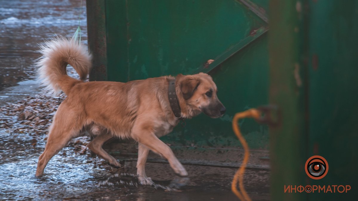 Этот пес укусил оператора Этот пес укусил оператора