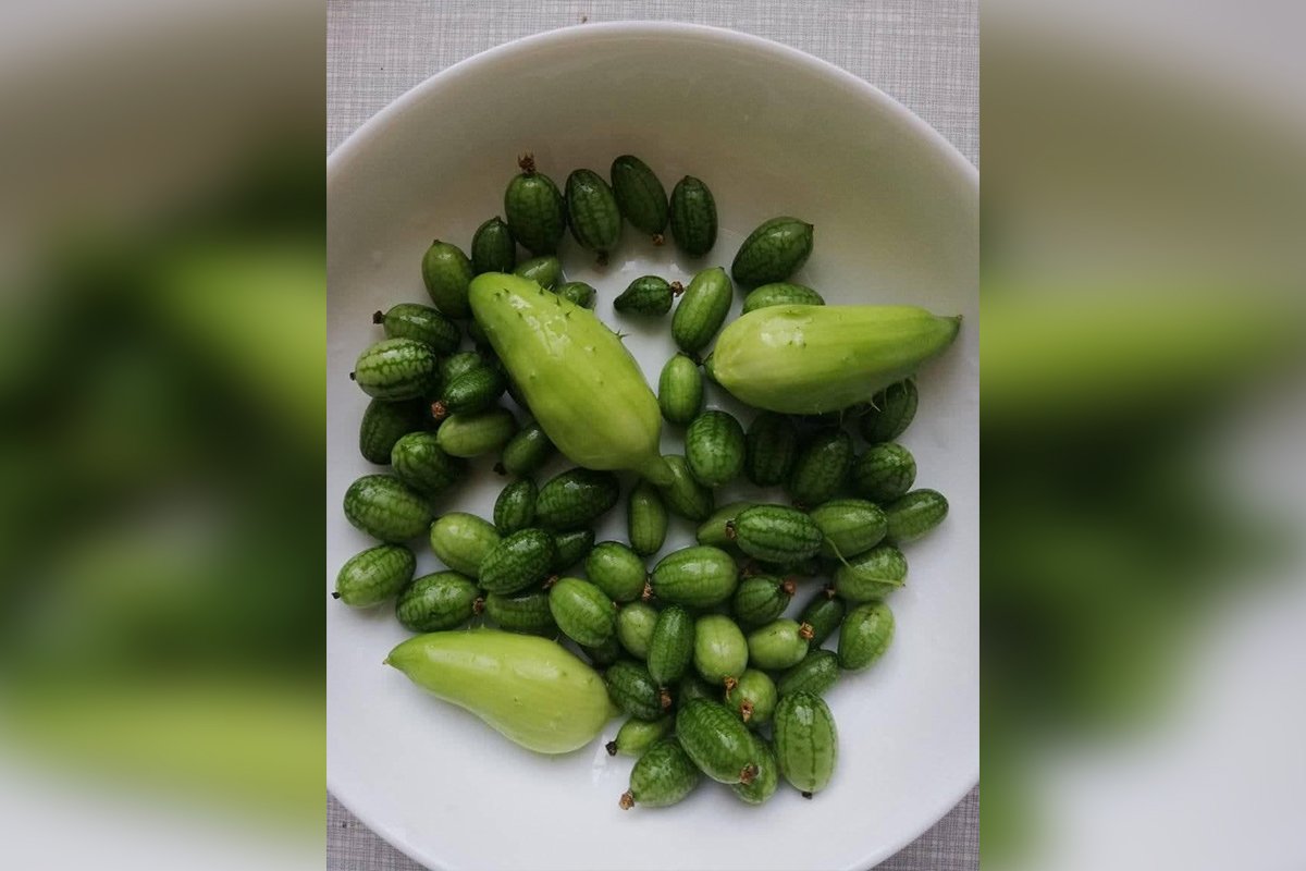 "Мышиная дыня" - мелотрия