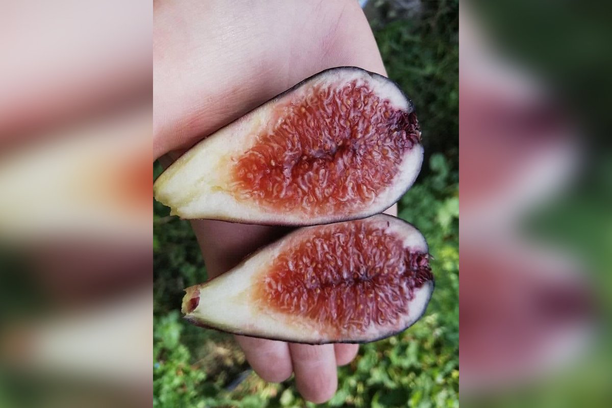 На потеху всех транжир на участке вырастил инжир