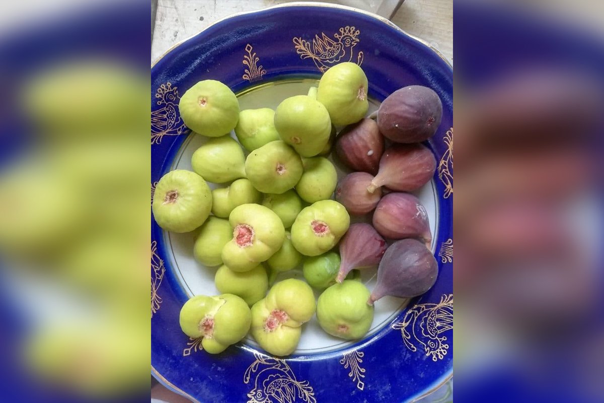 Фиги плодноносят, дозревают, есть не просят