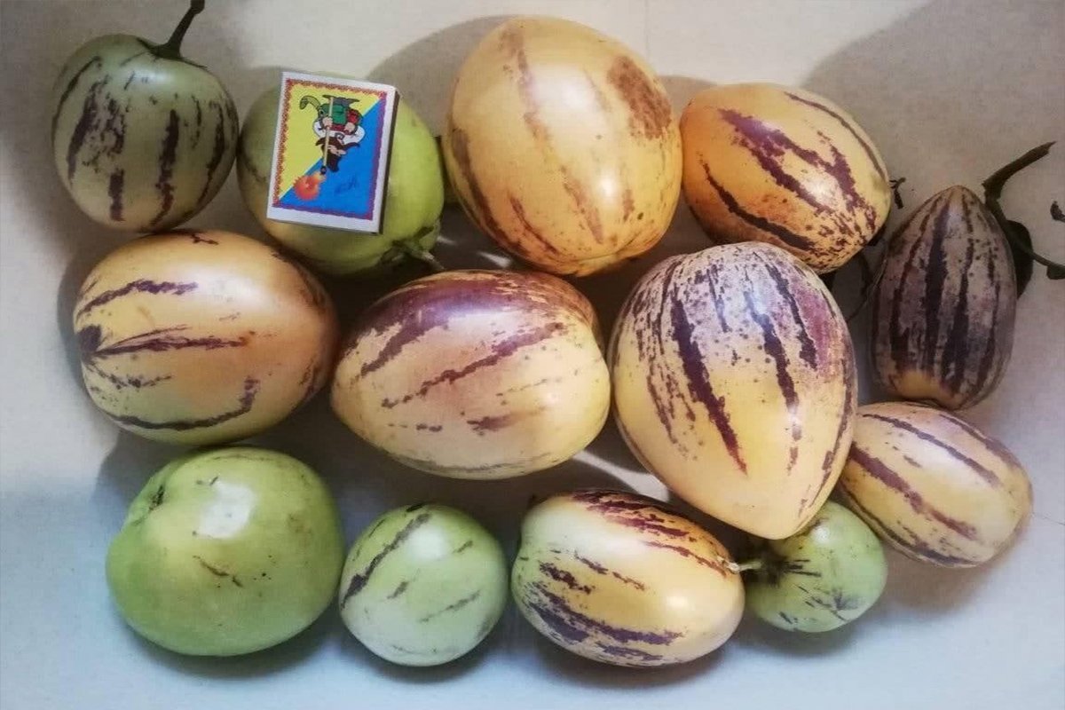 Пепино - то ли дыня, то ли груша, повисела, можно кушать