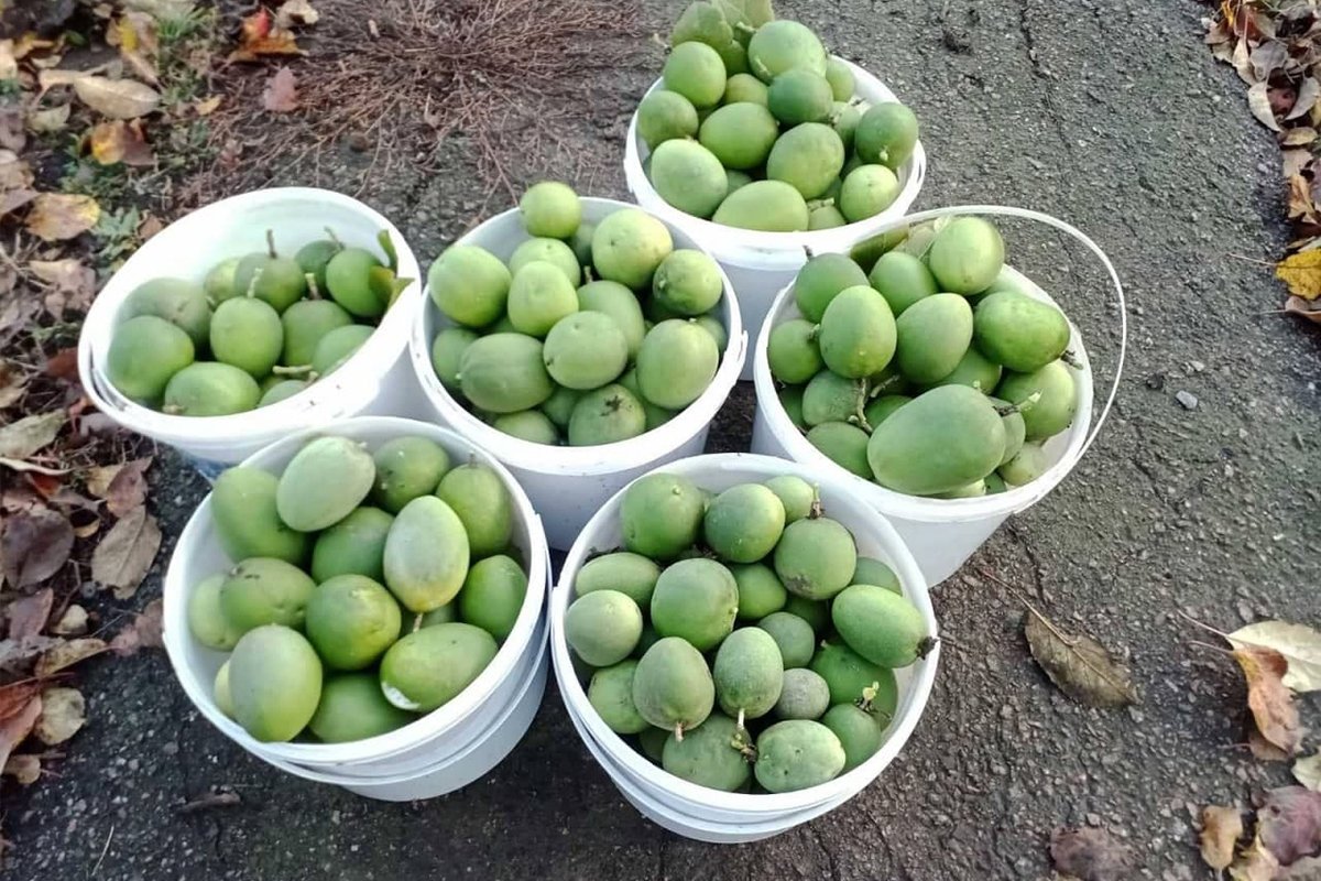 Без боли и мороки уродили маракоки