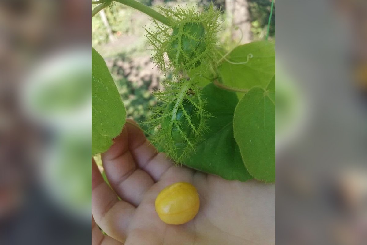 "Пассифлора Фоэтида" - алкалоидов флюиды