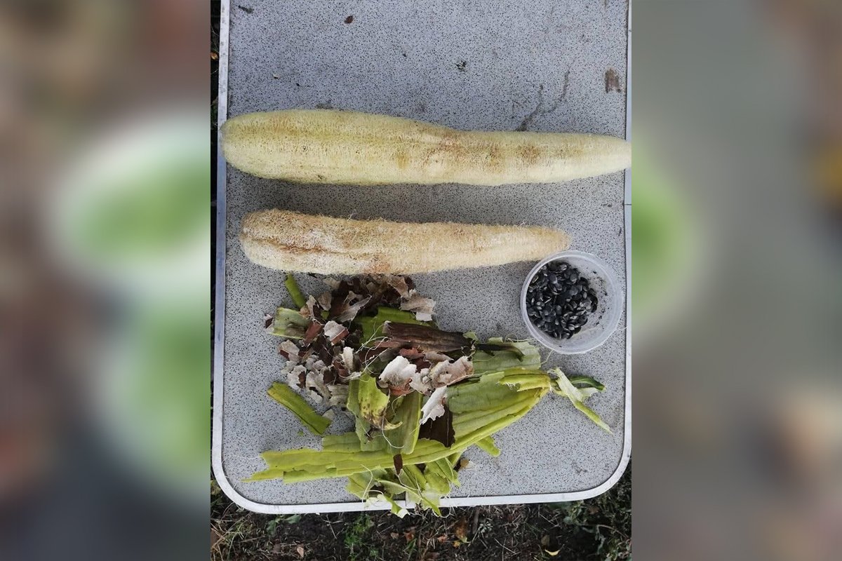 Мочалка обыкновенная