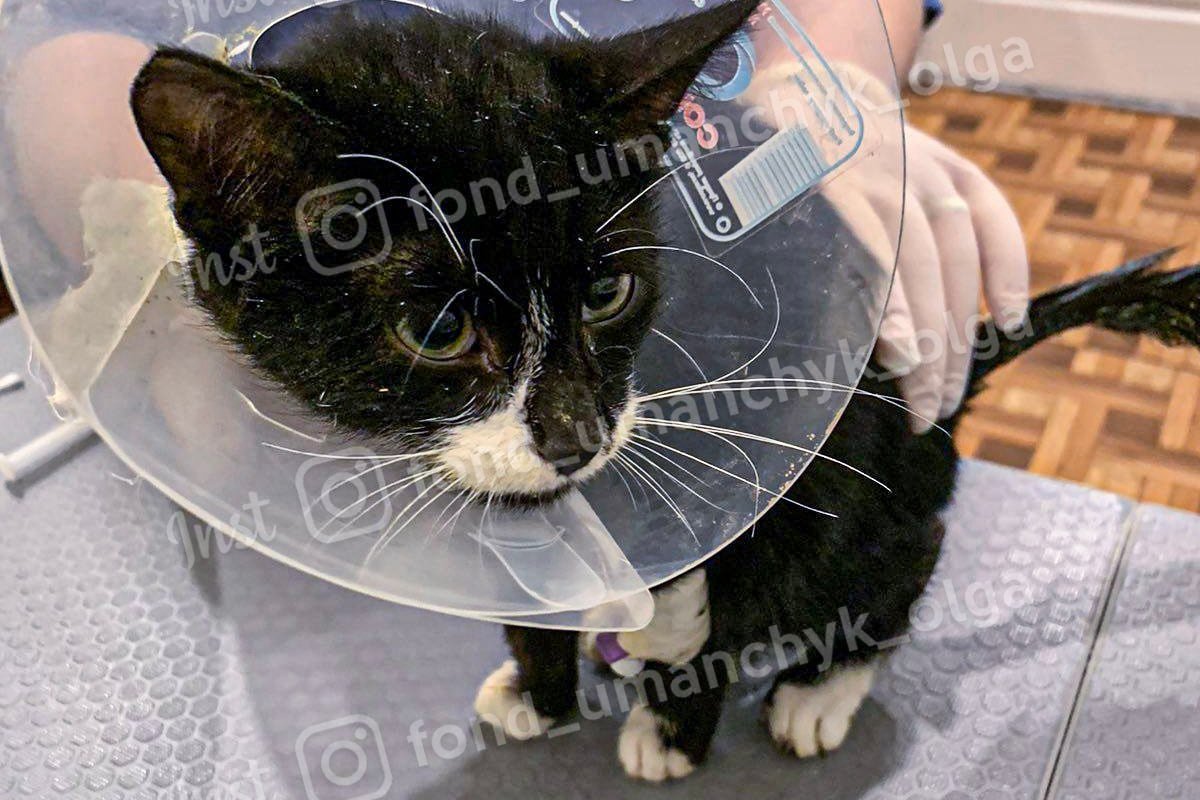 Анемия, истощение и некроз: каким животным в Днепре нужна помощь 1