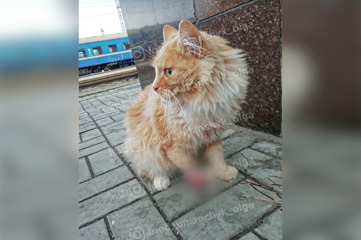 Анемия, истощение и некроз: каким животным в Днепре нужна помощь 2