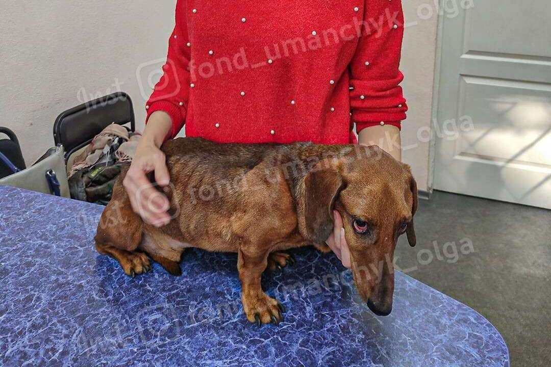 Анемия, истощение и некроз: каким животным в Днепре нужна помощь 3