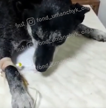 Анемия, истощение и некроз: каким животным в Днепре нужна помощь 4