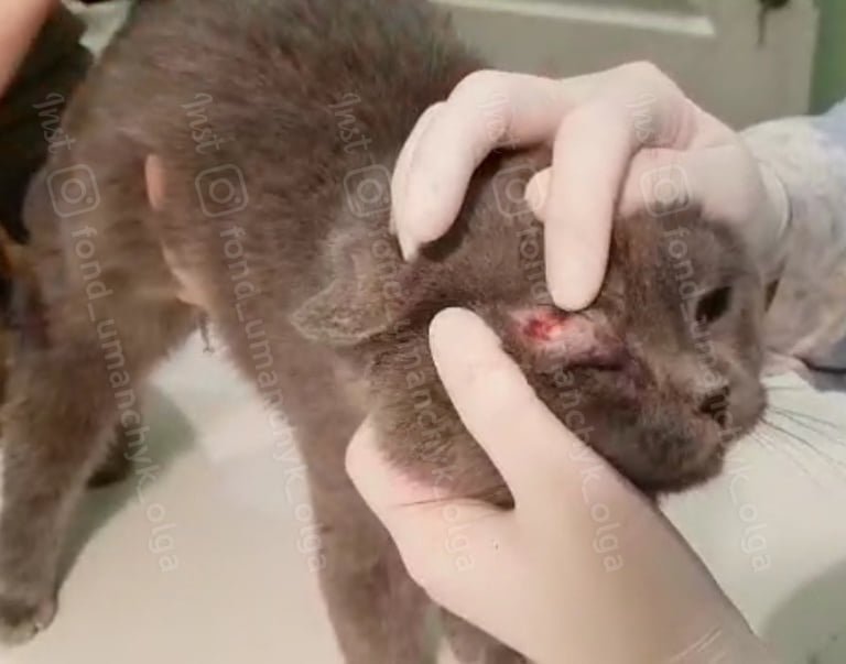 Животное находится в критическом состоянии