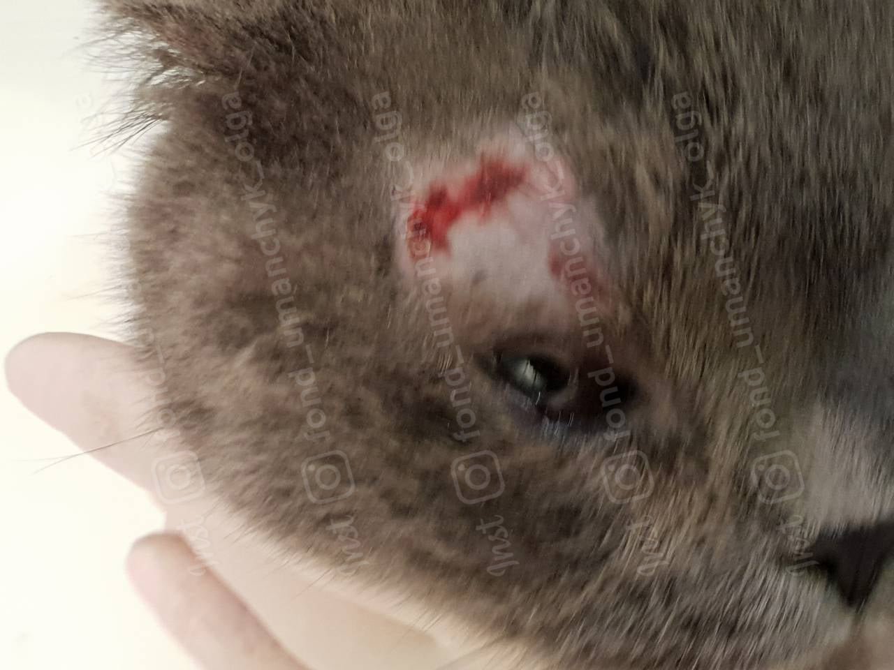 Пирожку необходима операция на глазах